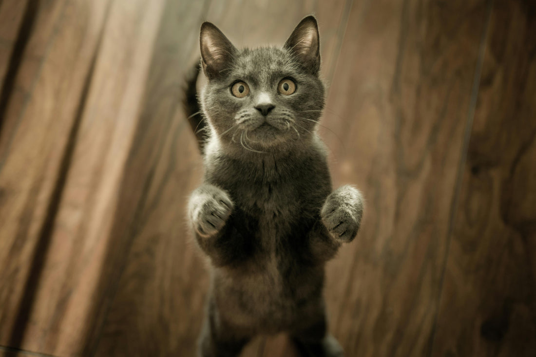 Eine junge, dunkelgraue Katze steht auf ihren Hinterpfoten und blickt mit großen, bernsteinfarbenen Augen aufmerksam nach oben. Der Hintergrund zeigt eine warme Holzmaserung