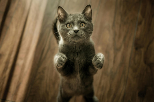 Eine junge, dunkelgraue Katze steht auf ihren Hinterpfoten und blickt mit großen, bernsteinfarbenen Augen aufmerksam nach oben. Der Hintergrund zeigt eine warme Holzmaserung