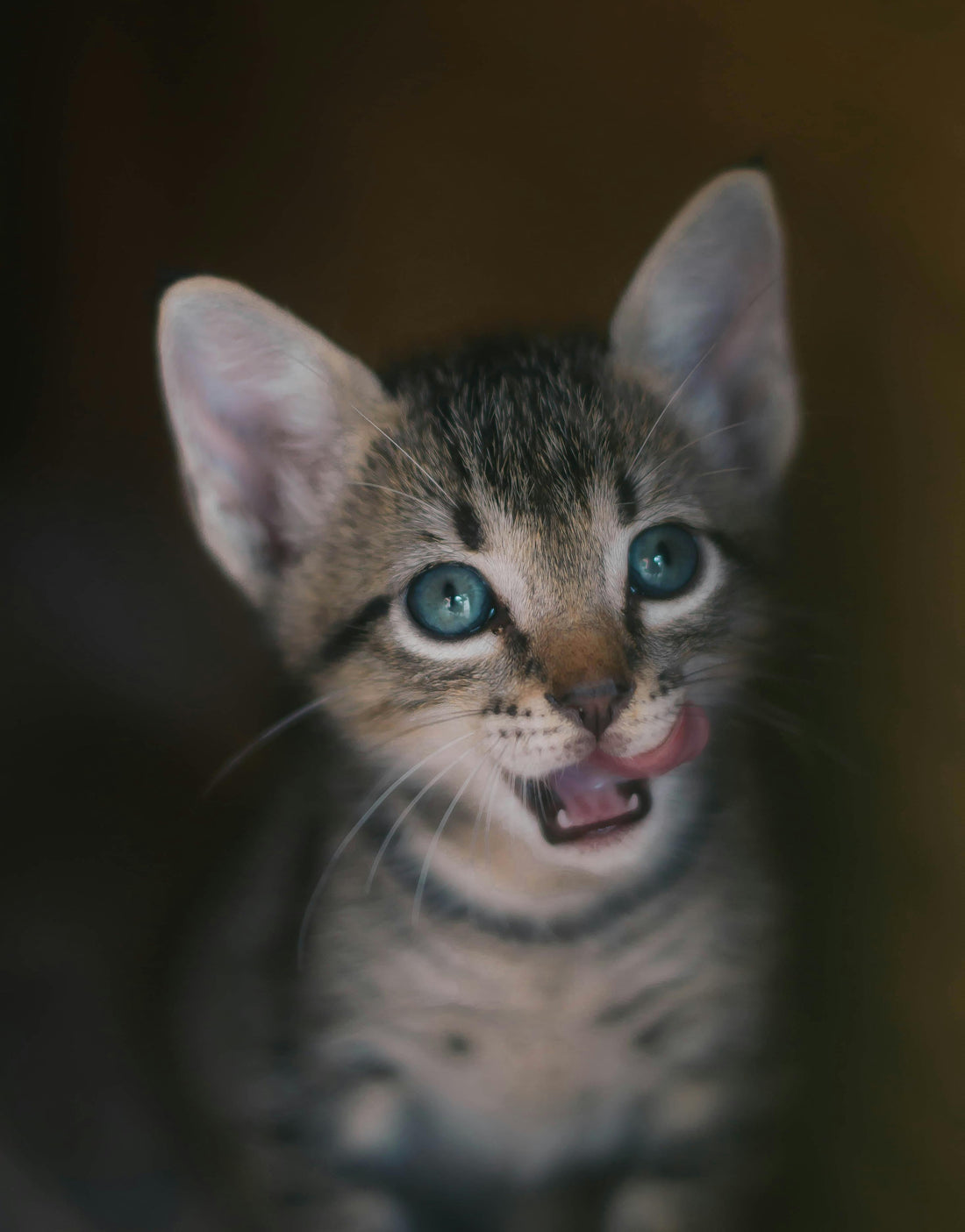 Nahaufnahme eines süßen Kätzchens zur Veranschaulichung der Entwicklung von Katzenaugenfarben in der Manufaktur.