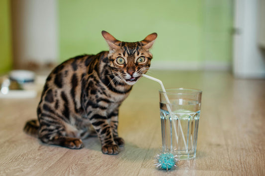 Bengal: Ein Hauch von Wildnis im Wohnzimmer