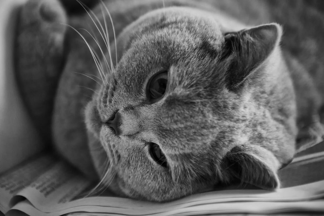 Warum tretelt meine Katze? Das Geheimnis hinter dem „Milchtritt“