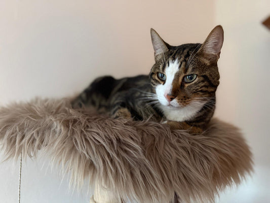 Naturkratzbaum vs. Plüsch-Alptraum