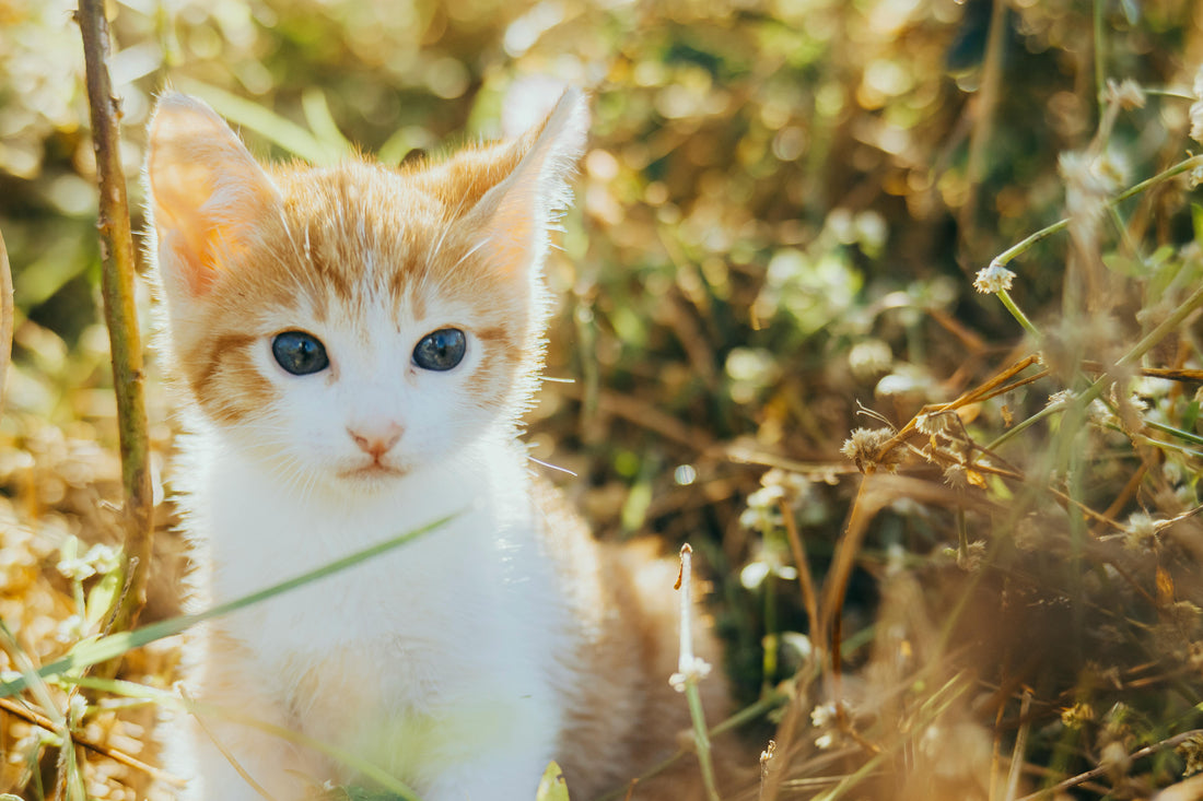 Vom Mini-Tiger zum stolzen Kletterkünstler: Die Wachstumsphasen deines Kittens