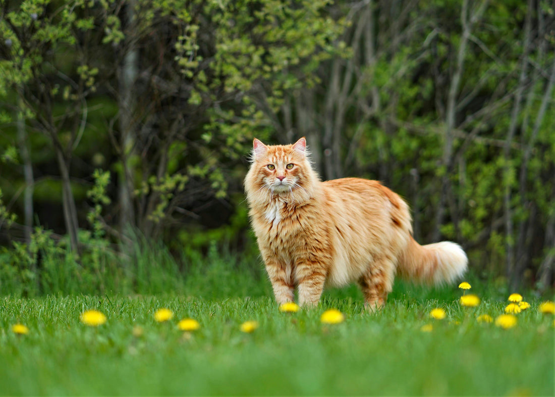 Eine imposante, langhaarige Maine Coon Katze in hellem Rot/Orange steht auf einer grünen Wiese mit gelben Löwenzahnblüten vor einem bewaldeten Hintergrund.