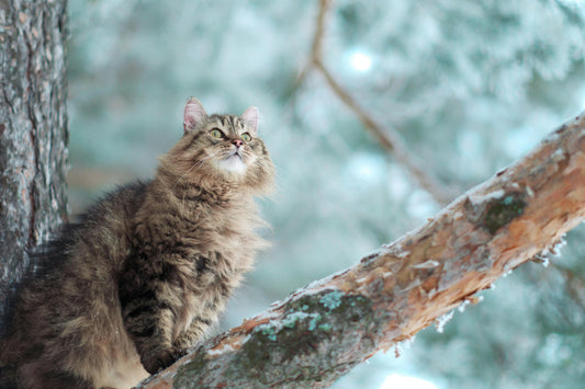 Eine Norwegische Waldkatze auf einem massiven Echtholz-Ast – ideal als Inspiration für einen robusten Naturkratzbaum nach Maß.