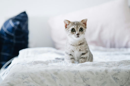 kitten-erstausstattung-naturkratzbaum-katzenbaby