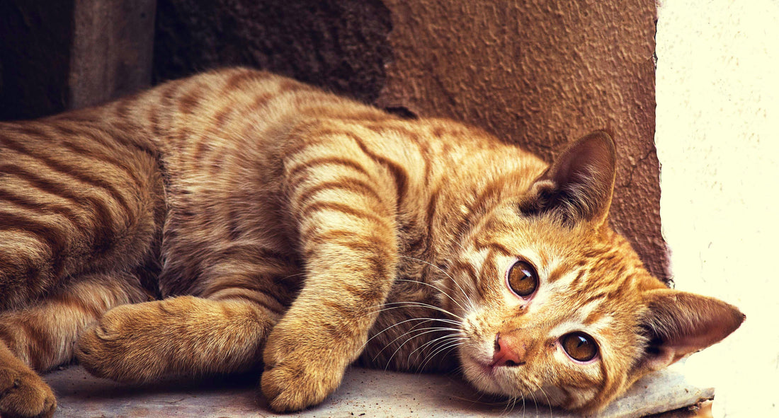 Die 10 beliebtesten Katzenrassen Deutschland