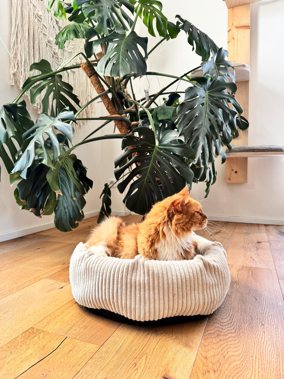 Eine große, rote Maine Coon Katze entspannt in einem weichen, hellen Katzenbettchen auf hochwertigem Eichenparkett.