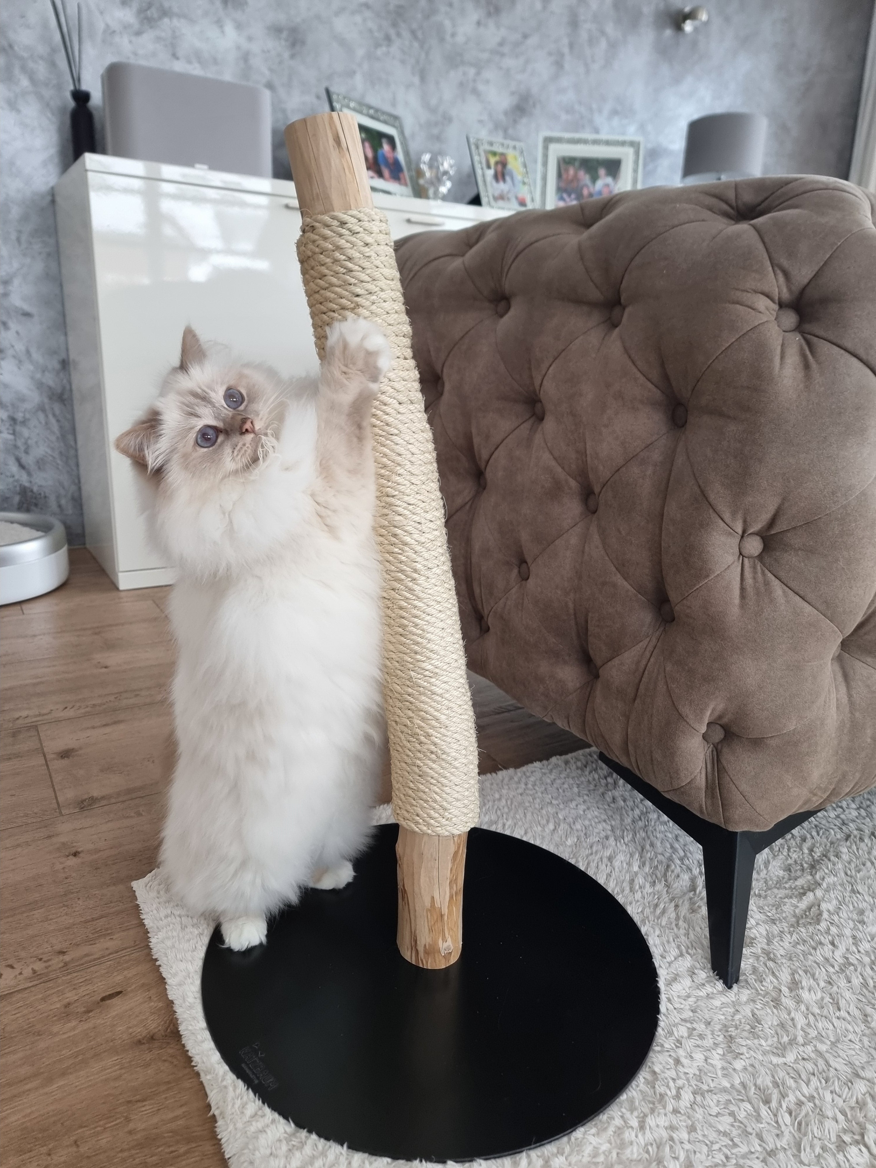 Eine helle, flauschige Katze blickt aufmerksam hinter einer horizontal montierten Kratzrolle aus Naturholz mit Sisalumwicklung hervor, die auf einem stabilen schwarzen Metallgestell fixiert ist.
