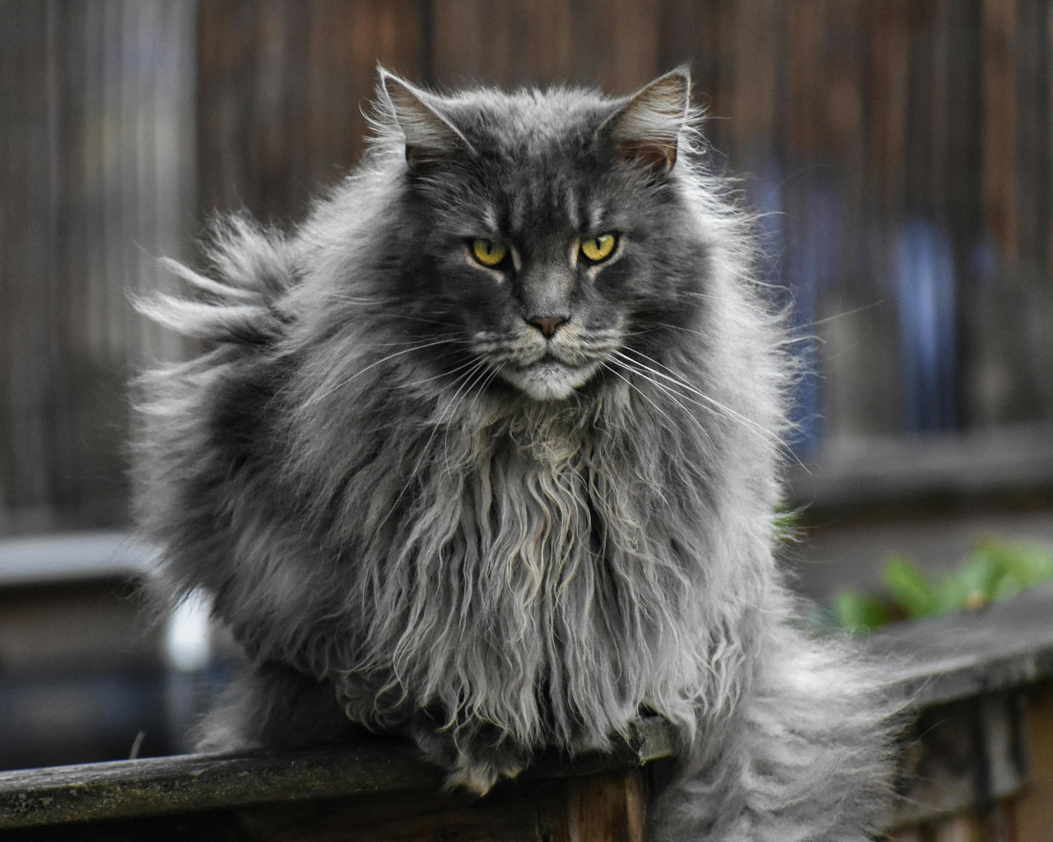 Eine majestätische, graue Maine Coon Katze, die aufgrund ihrer Größe und ihres Gewichts einen besonders stabilen Naturkratzbaum aus Massivholz benötigt.