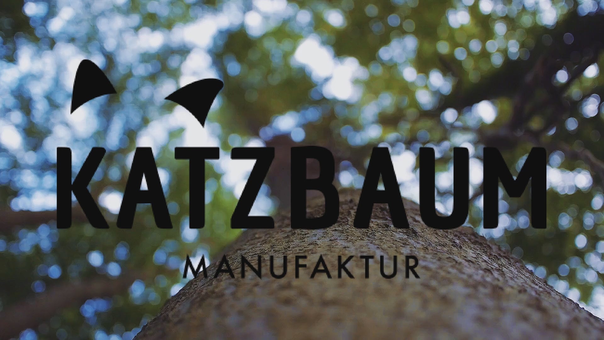 Video laden: Titelbild des Imagefilms der Katzbaum Manufaktur – ein Blick am massiven Echtholz-Stamm empor in die grüne Baumkrone als Symbol für naturnahes Katzenzubehör.