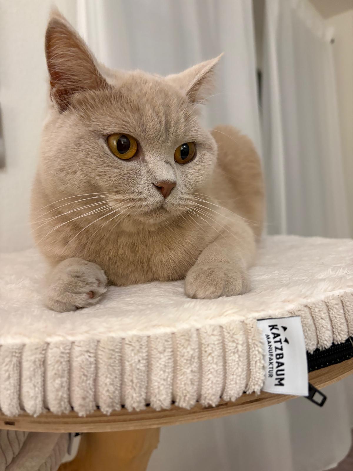 Britisch Kurzhaar Katze entspannt auf einer weichen, hellbeigen Polsterauflage der Katzbaum Manufaktur – flauschiges Zubehör für Katzenliegeflächen und Kratzbäume