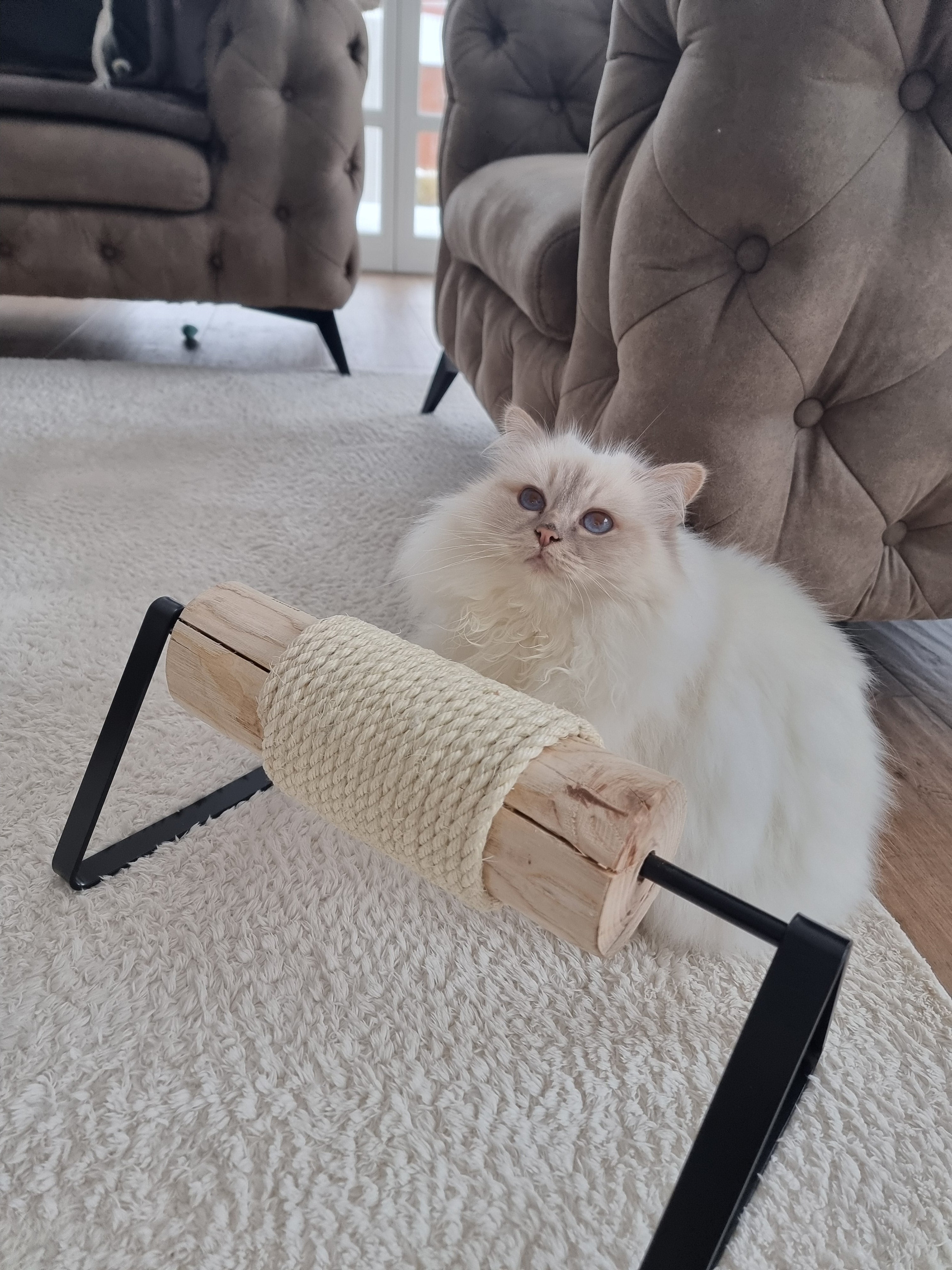 Eine flauschige weiße Katze blickt aufmerksam hinter einer horizontalen Kratzrolle aus Naturholz und Sisal hervor, die auf einem schwarzen Metallgestell montiert ist.
